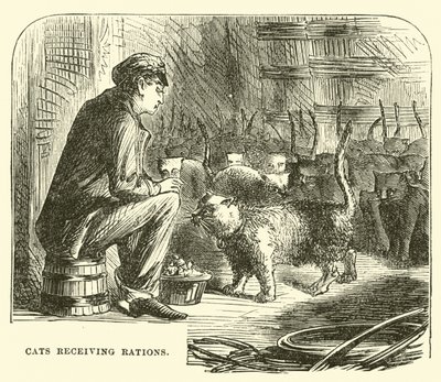 Gatos recibiendo raciones de English School