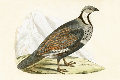 Perdiz nival caucásica, ilustración de 