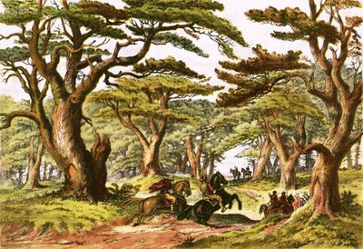 Cedros del Líbano de English School