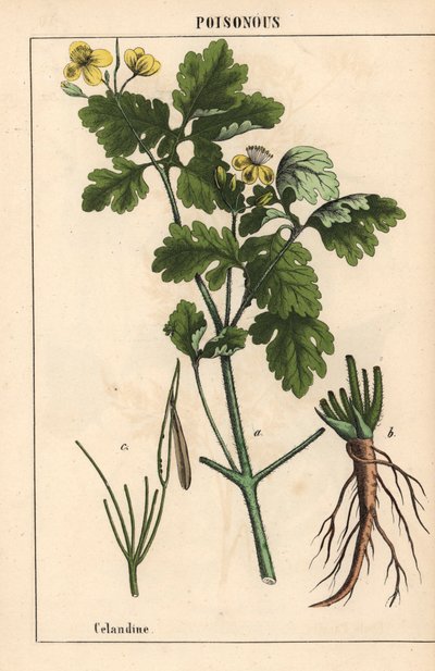 Celidonia mostrando flores y raíces amarillas.   , de "The Instructive Picturebook, or Lessons from the Vegetable World", [Charlotte Mary Yonge], Edimburgo de English School
