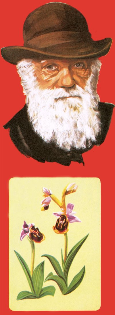 Charles Darwin de English School