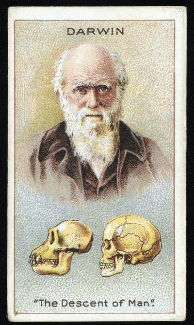 Charles Darwin, "La descendencia del hombre", pub. 1924 (litografía en color) de English School