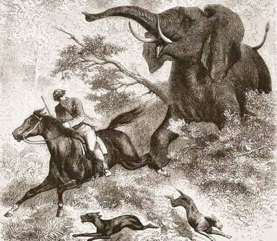 Perseguido por un elefante, ilustración de The Pictorial Edition of the Life and Discoveries of David Livingstone por J. Ewing Richie, pub. por A. Fullarton & Co., 1876 de English School