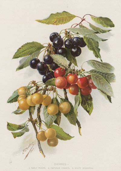 Cerezas de English School