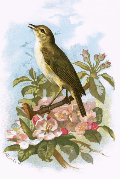 Chief-Chaff de English School