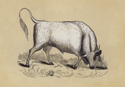 Toro Salvaje de Chillingham de English School