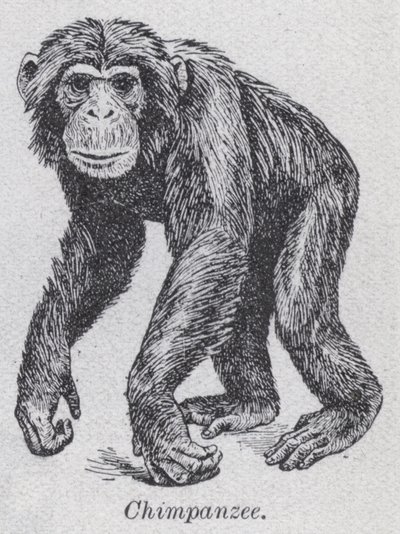 Chimpancé de English School