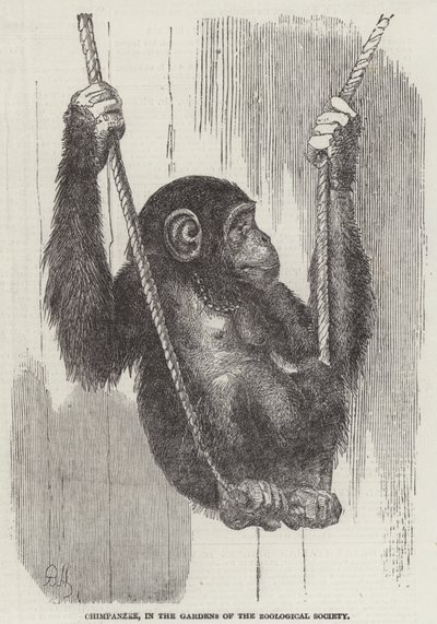 Chimpancé, en los Jardines de la Sociedad Zoológica de English School