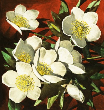Rosas de Navidad de English School