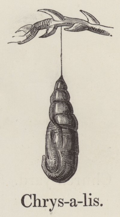 Crisálida (grabado) de English School