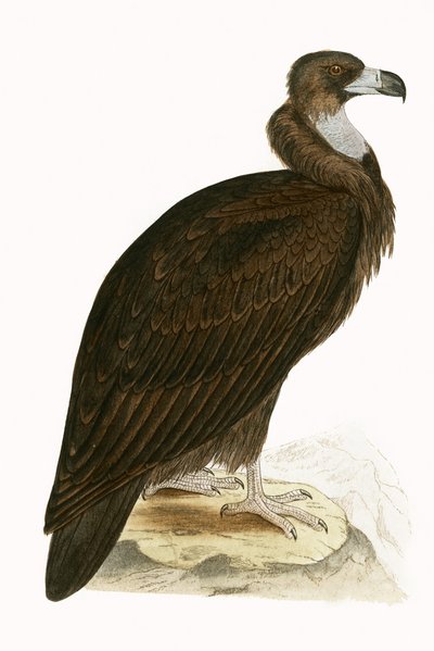 Buitre negro, ilustración de 