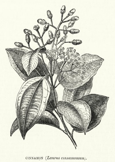 Canela, Laurus cinnamomum de English School
