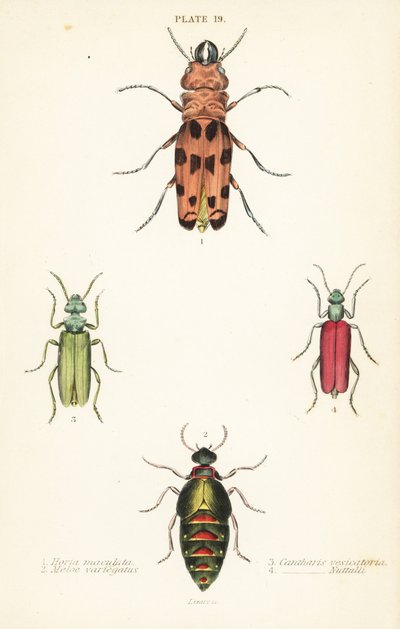Cissites maculata 1, escarabajo de aceite variado, Meloe variegatus 2, mosca española, Lytta vesicatoria 3, y escarabajo de ampolla de Nuttall, Lytta nuttalli 4 de English School