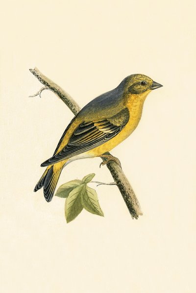 Pinzón Citril, ilustración de 