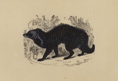 Civet (litografía en color) de English School