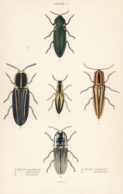 Escarabajo click: Elater de faro, Pyrophorus noctilucus 1, Chalcolepidius porcatus 2, escarabajo click alineado, Agriotes lineatus 3, Elater suturalis 4, y Semiotus distinctus 5 de English School