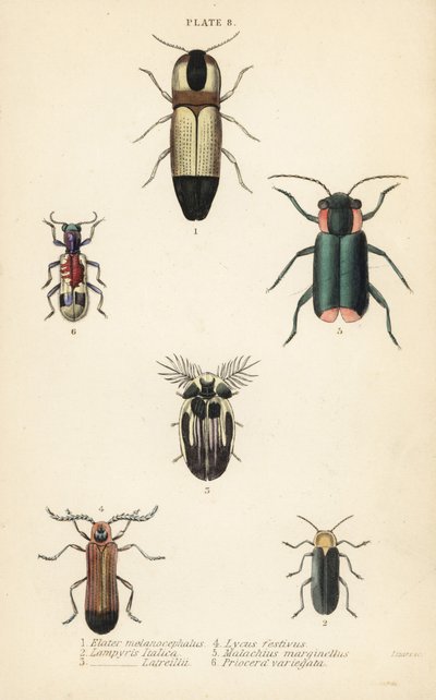 Escarabajos click: Melanoxanthus melanocephalus 1, Luciola italica 2, Lampyris latreillii 3, Lycus festivus 4, escarabajo de flores de alas blandas, Clanoptilus marginellus 5, y Priocera variergata 6 de English School
