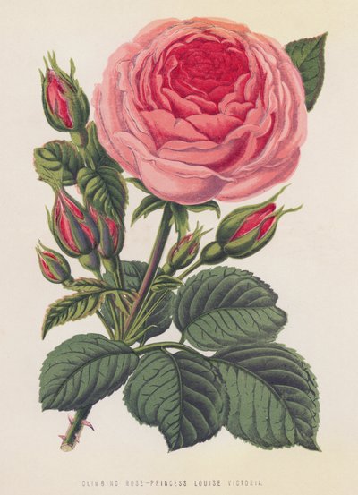 Rosa trepadora, Princesa Luisa Victoria (litografia en color) de English School