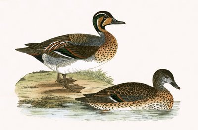 Pato Teal, ilustración de 