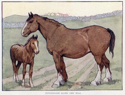 Yegua Clydesdale y potro de English School
