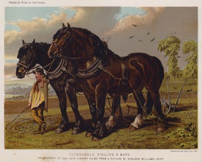 Semental y yegua Clydesdale, propiedad del Coronel Loyd Lindsay, VC, MP de English School