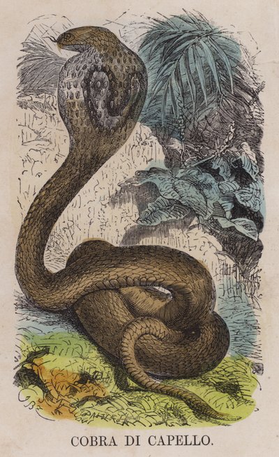 Cobra Di Capello de English School