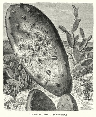 Insecto cochinilla, Coccus cacti de English School