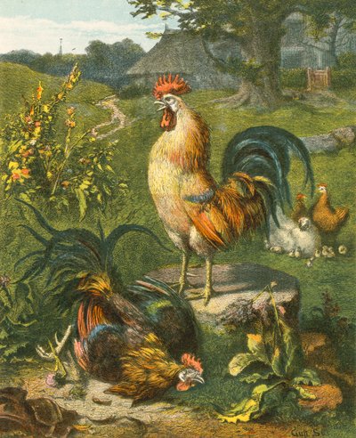 Gallo, el vencedor de English School