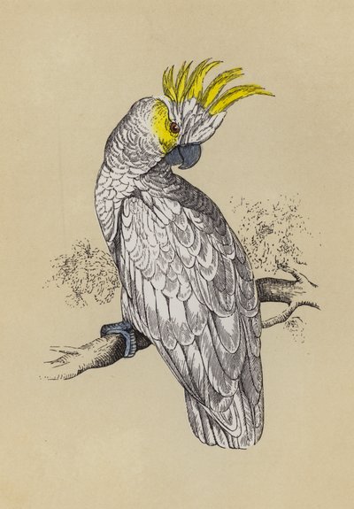 Cacatúa de English School