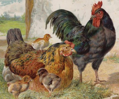 Gallos, gallinas y pollitos (litografía en color) de English School