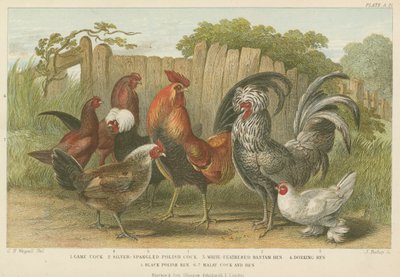 Gallos y gallinas de English School