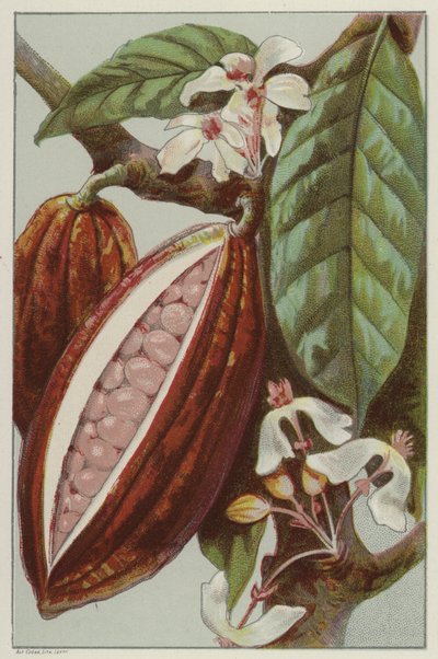 Flores y vainas de cacao, mostrando el interior de una vaina (chromolitho) de English School
