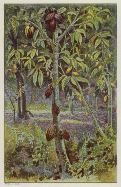 Plantación de cacao, Trinidad (chromolitho) de English School