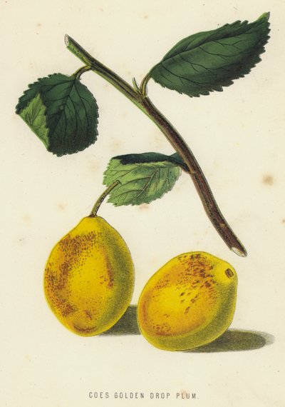 Coes Golden Drop Plum (cromolito) de English School