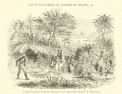 Plantación de café en Brasil de English School