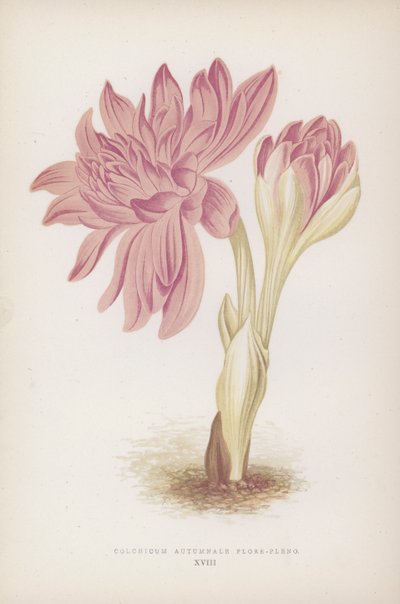 Colchicum Autumnale Flore-pleno (litografía en color) de English School