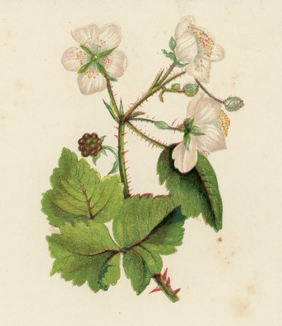 Zarza común, Rubus fruticosus (litografía en color) de English School