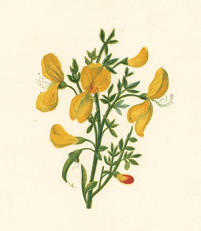 Retama común, Cytisus Scoparius de English School