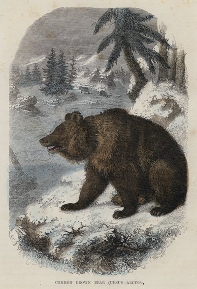Oso pardo común, Ursus Arctos de English School