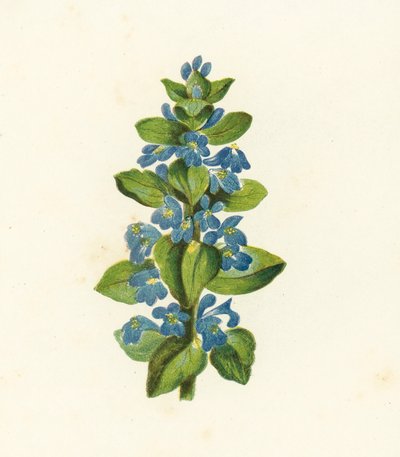 Corneta común, Ajuga Reptans (litografía en color) de English School
