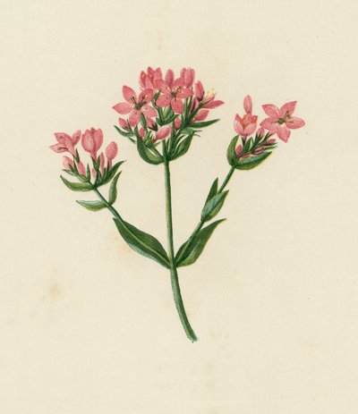 Centaura común, Erythraea Centaurium (litografía en color) de English School