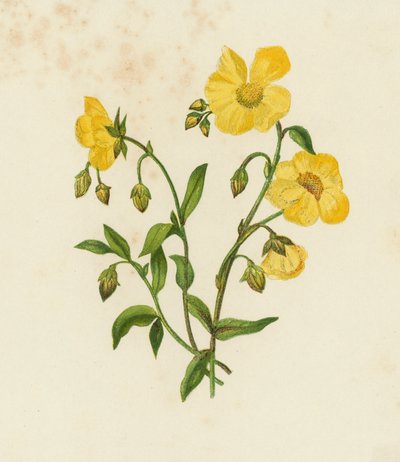 Jara común, Helianthemum Vulgare de English School