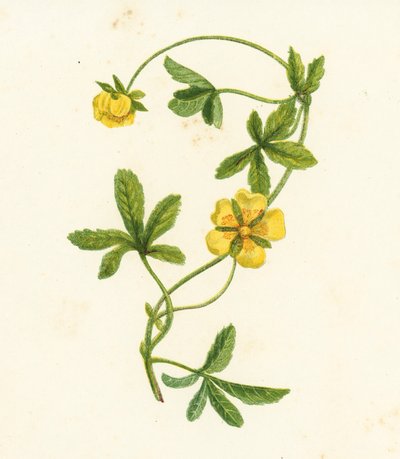 Potentilla Reptans (litografía en color) de English School