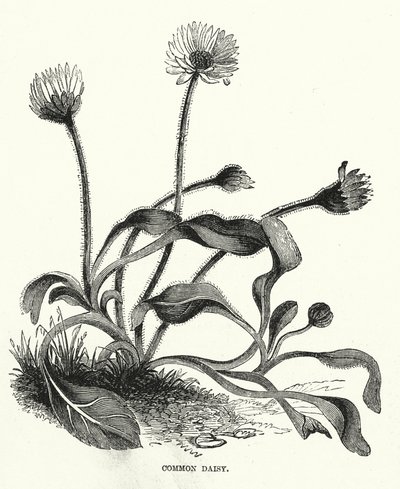 Margarita común (grabado) de English School