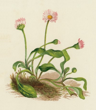Margarita común, Bellis Perennis (litografía en color) de English School