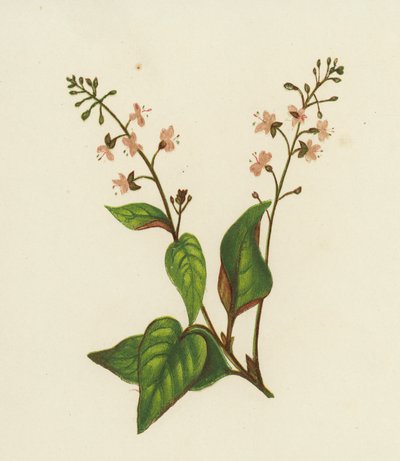Hierba de San Juan, Circaea Lutetiana de English School