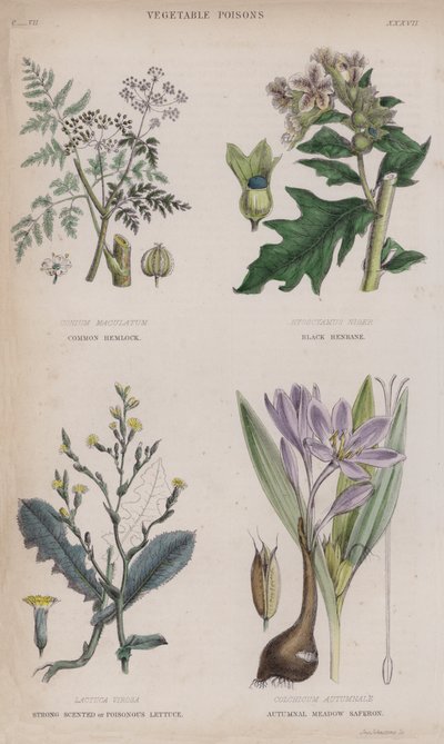 Cicuta común; beleño negro; lechuga de olor fuerte o venenosa; azafrán otoñal de pradera de English School