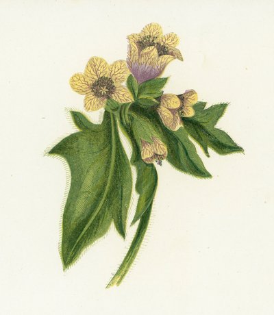 Beleño negro, Hyoscyamus Niger de English School