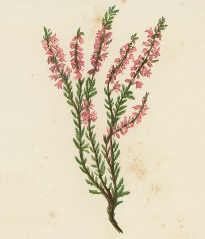 Calluna vulgaris (litografía en color) de English School