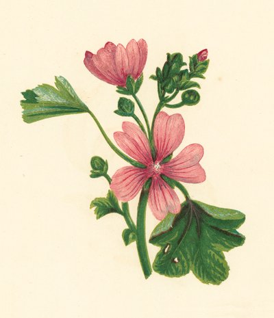 Malva común, Malva Sylvestris (litografía en color) de English School